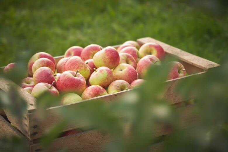AMA-Gütesiegel-Richtlinie „Obst, Gemüse und Speiseerdäpfel“