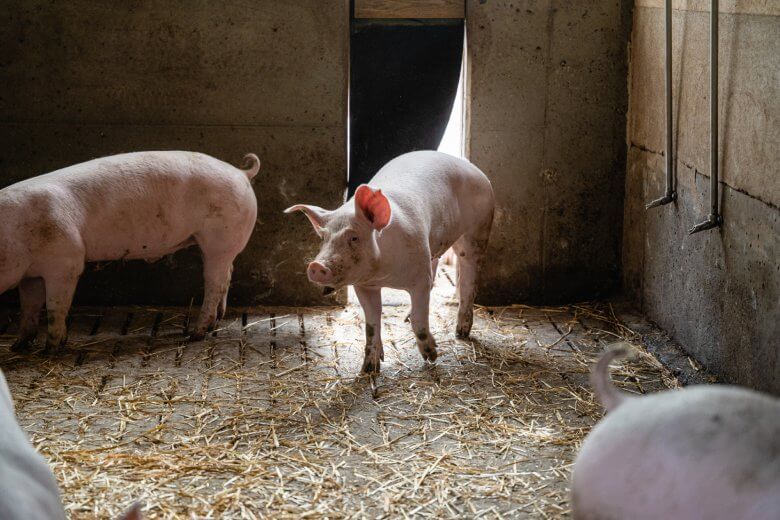 AMA-Gütesiegel Schweinehaltung