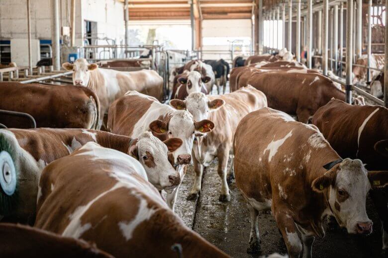 Verbot der dauernden Anbindehaltung von Rindern
